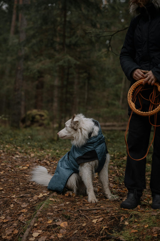 Take a Hike with Your Dog!