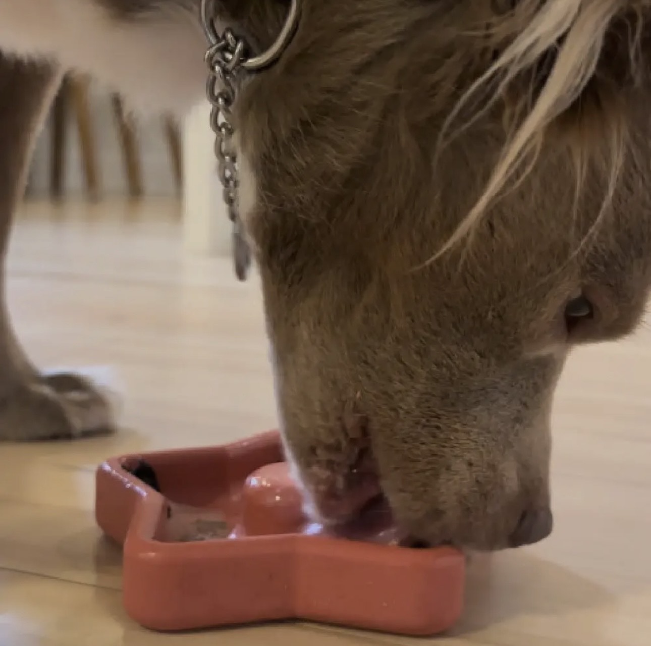 FreezStar Dog Chew Enrichment Toy
