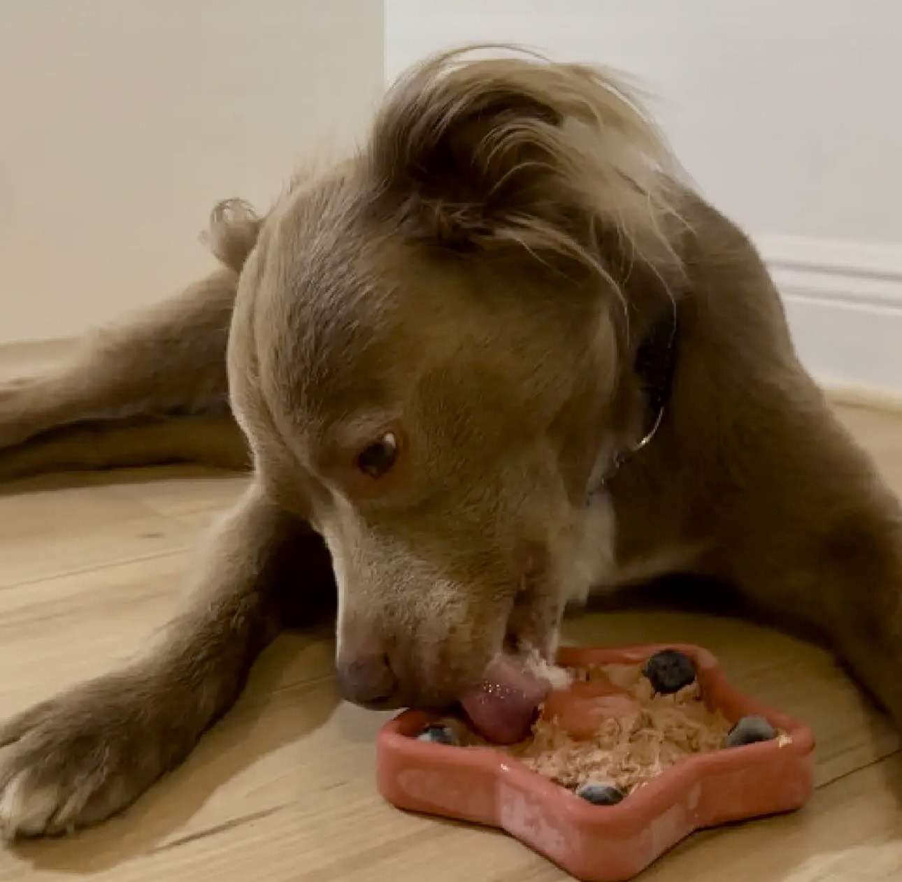 FreezStar Dog Chew Enrichment Toy