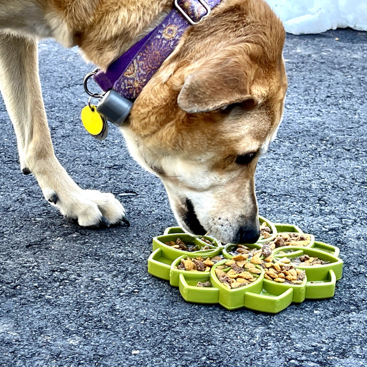 Soda Pup Mandala Enrichment Tray