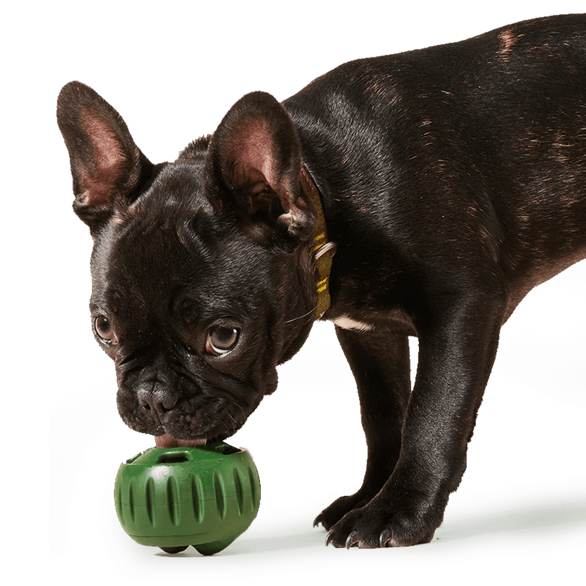 Pupsicle Chewer