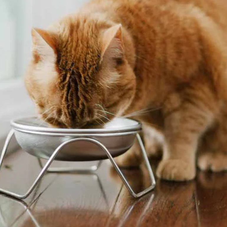 Americat Stainless Steel Cat Bowl & Stand - Hound About Town