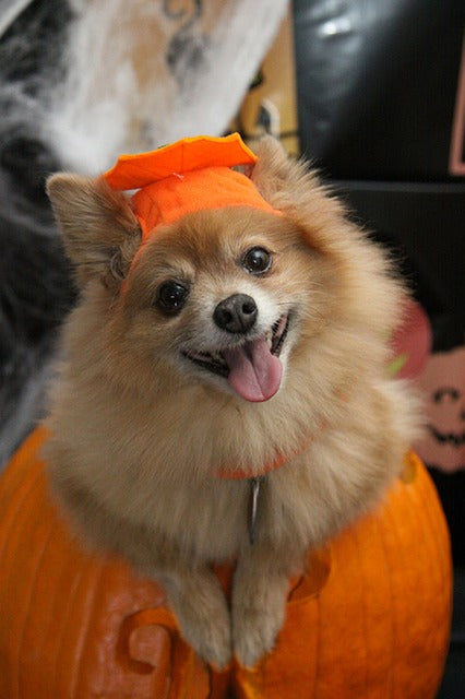 Halloween Safety Tips for Pets