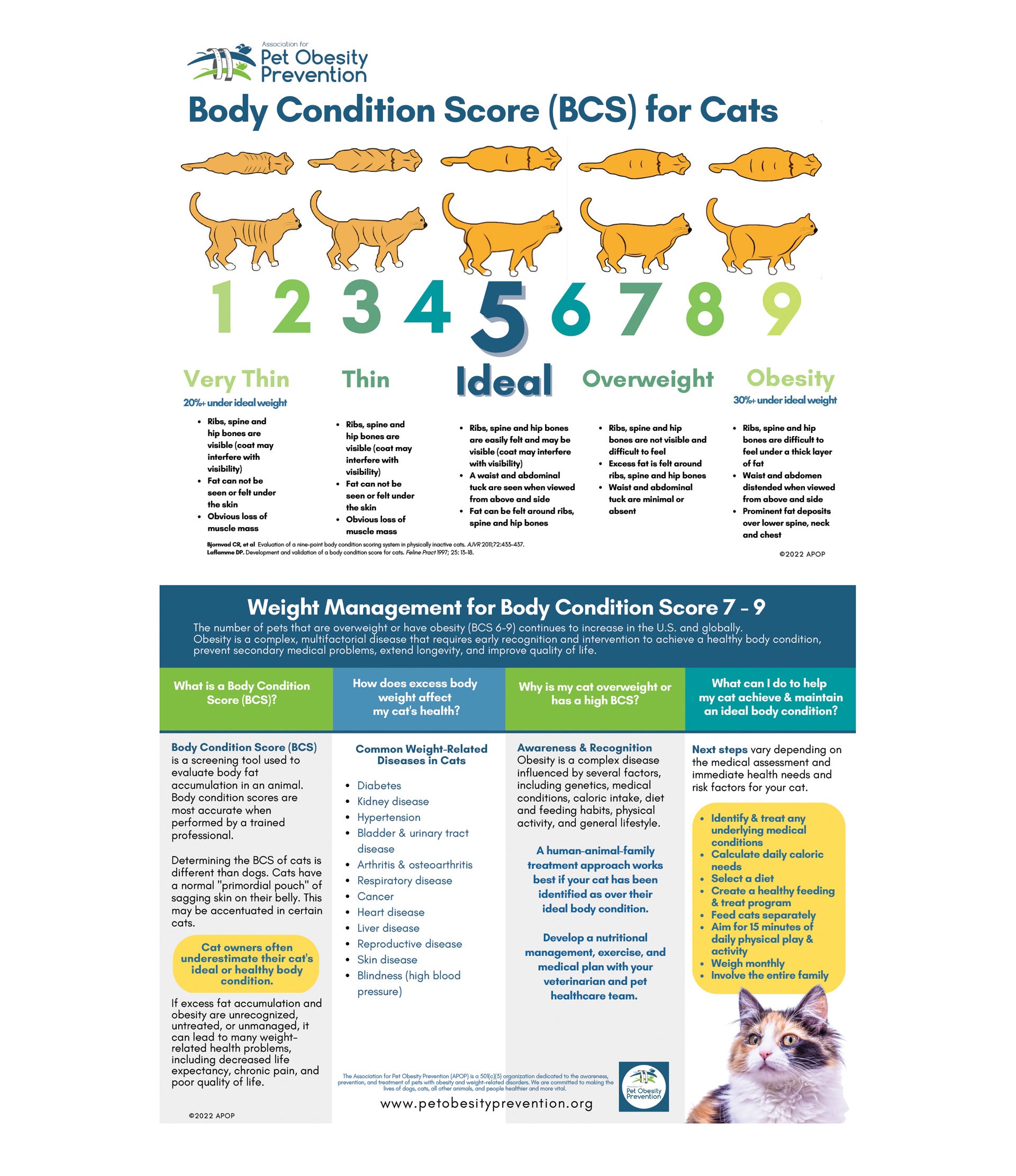 Cats Feeding Chart – Paul's Custom Pet Food Kitchen + Market