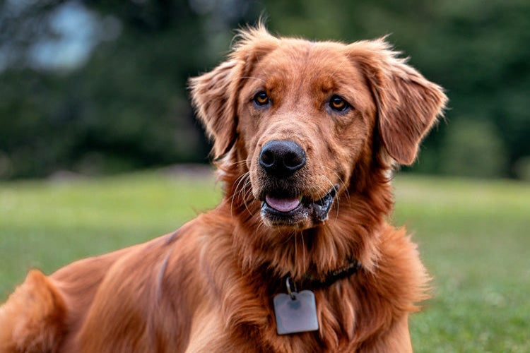 Events Paul's Custom Pet Food Kitchen + Market