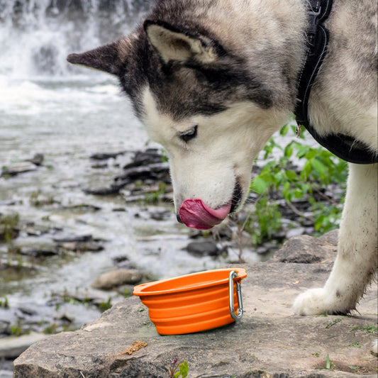 Mighty Paw Collapsible Travel Dog Bowl Set