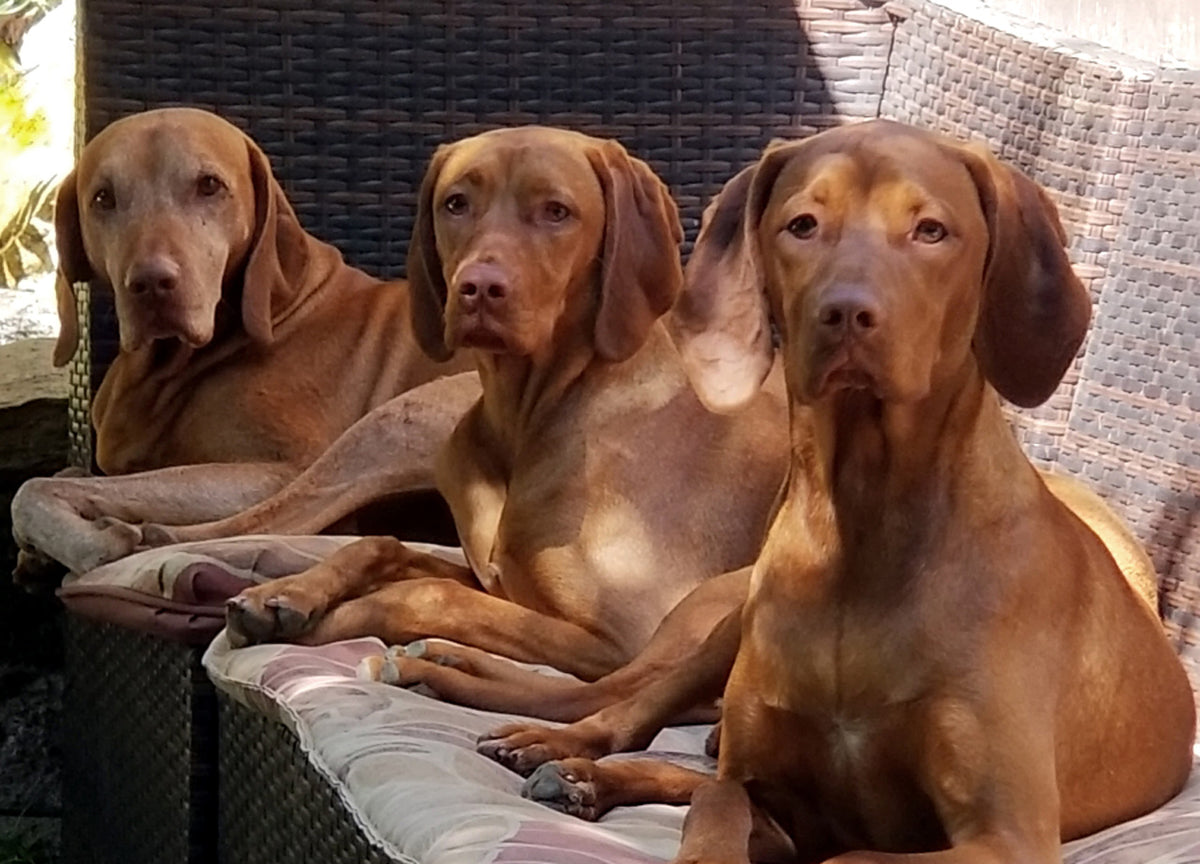 Our Story – Paul's Custom Pet Food Kitchen + Market