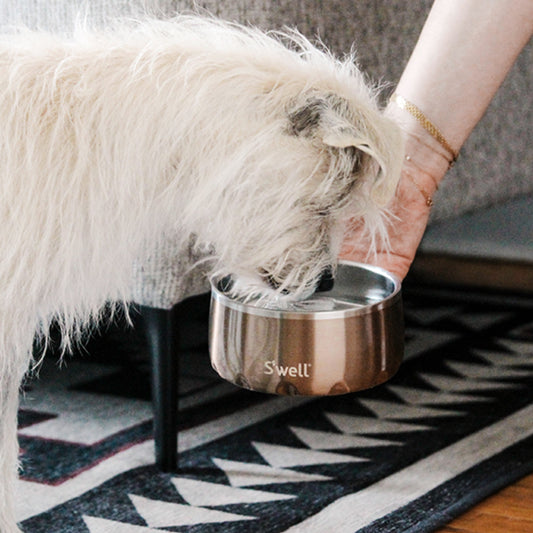 Feed Your Dog in Style with Our Rex Specs Dog Bowl